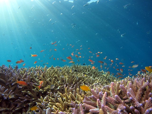 潛水咖必學的GoPro水下攝影技巧，完美捕捉精彩水中畫面！